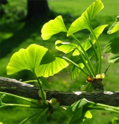 ginko